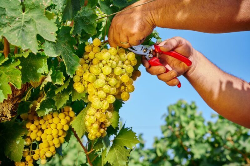 Marsala: Florio Winery Tour with Local Wine Tasting - Practical Details and Tips