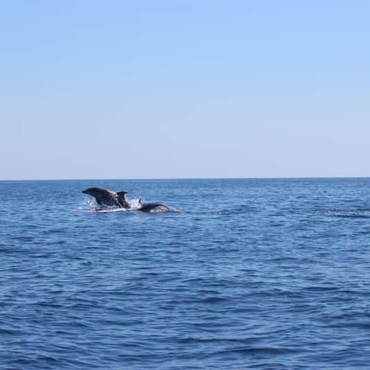 Marsaskala: Dolphin Watching Boat Tour - Key Points