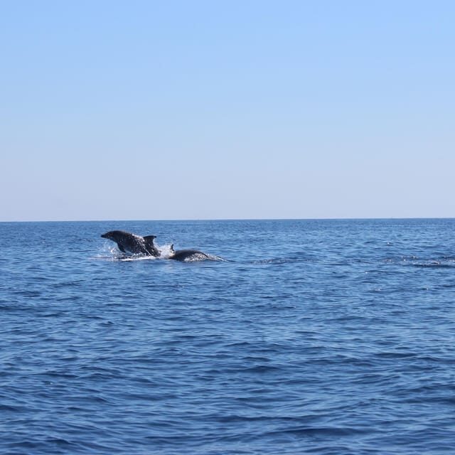 Marsaskala: Dolphin Watching Boat Tour - A Detailed Look at the Dolphin Watching Boat Tour in Malta
