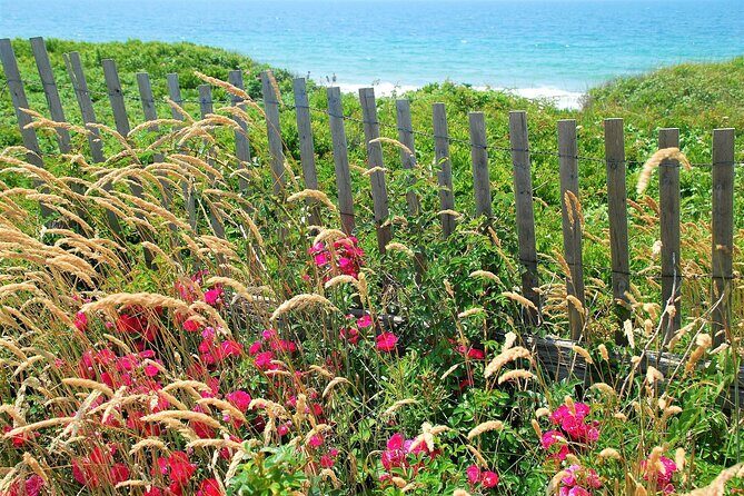 Martha's Vineyard Daytrip from Boston with Round-Trip Ferry & Island Tour Option - Practical Tips for Your Trip