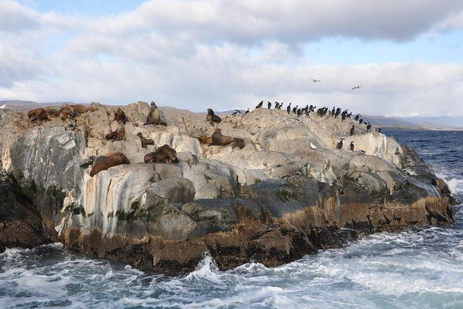 Martillo Island: Boat Trip to the Penguin Colony & Beagle Channel - A Deep Dive into the Experience