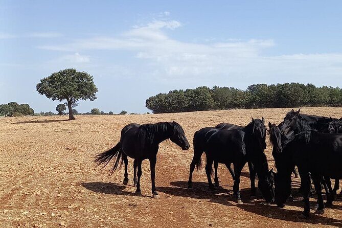 Martina Franca e-Bike tour . Visit a breeding and a dairy farm - Practical Details and What You Should Know