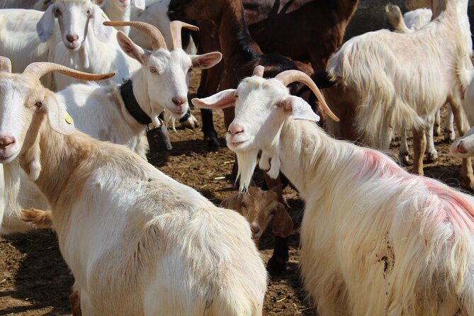 Martina Franca e-Bike tour . Visit a breeding and a dairy farm - Who is This Tour Best Suited For?