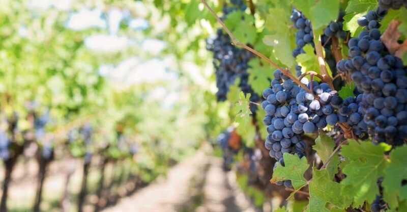 Martina Franca: Wine & Local Products Tasting - Martina Franca: Wine & Local Products Tasting — An Authentic Slice of Apulia