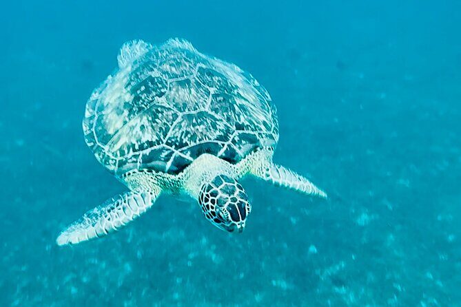 Martinique : Anse Coralienne & Tortues - An In-Depth Look at What to Expect