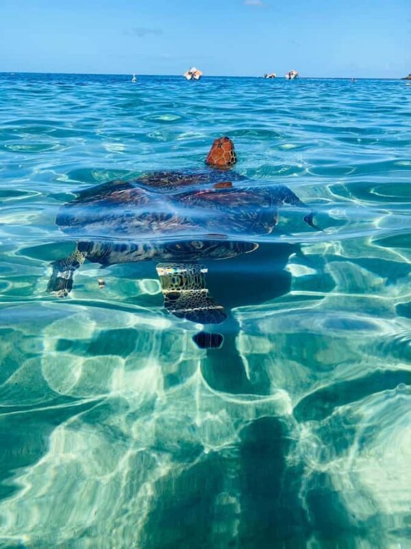 Martinique: Cruise and Snorkel with Turtles, Fish, and Corals - Key Points