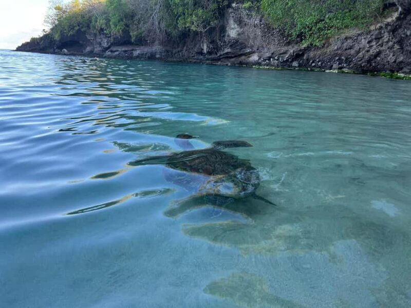 Martinique: Cruise and Snorkel with Turtles, Fish, and Corals - The Sum Up