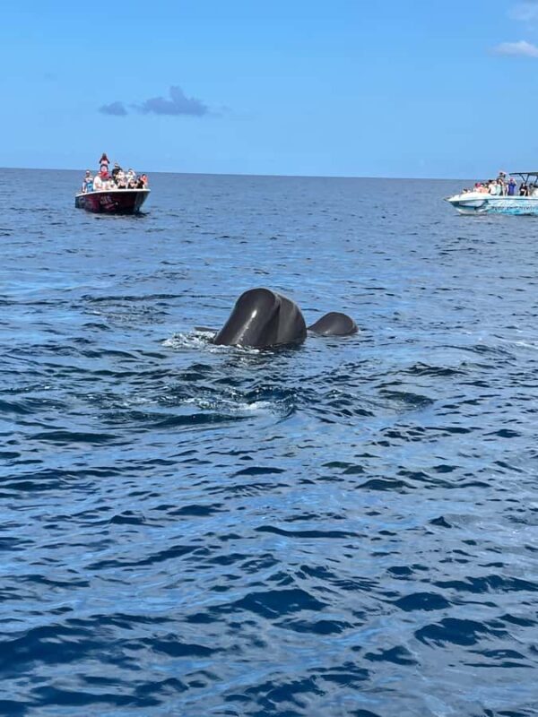 Martinique: Dolphin Watching & Coral Reef Cruise with Snacks - In-Depth Review of the Martinique Dolphin & Reef Cruise