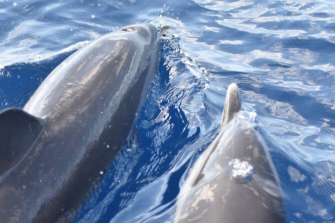 Martinique : Observation des dauphins et snorkeling - Practical Tips for Travelers