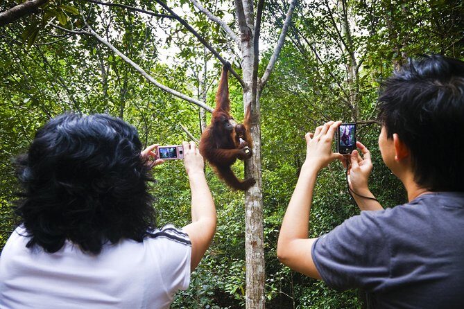 Marvellous Creature Orangutan : Sarawak Semenggoh Wildlife Centre Tour - A Deep Dive Into the Semenggoh Wildlife Centre Tour