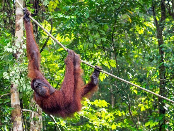 Marvellous Creature Orangutan : Sarawak Semenggoh Wildlife Centre Tour - An Up-Close Encounter with Orangutans at Sarawaks Semenggoh Wildlife Centre