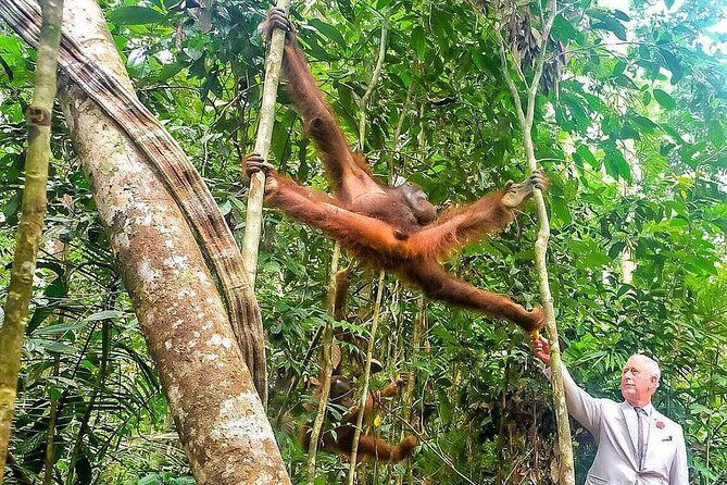 Marvellous Creature Orangutan : Sarawak Semenggoh Wildlife Centre Tour - Who Will Enjoy This Tour?