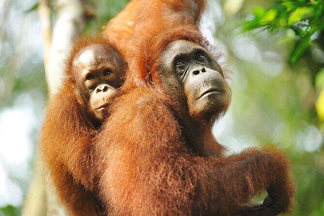 Marvellous Creature Orangutan : Sarawak Semenggoh Wildlife Centre Tour - The Sum Up