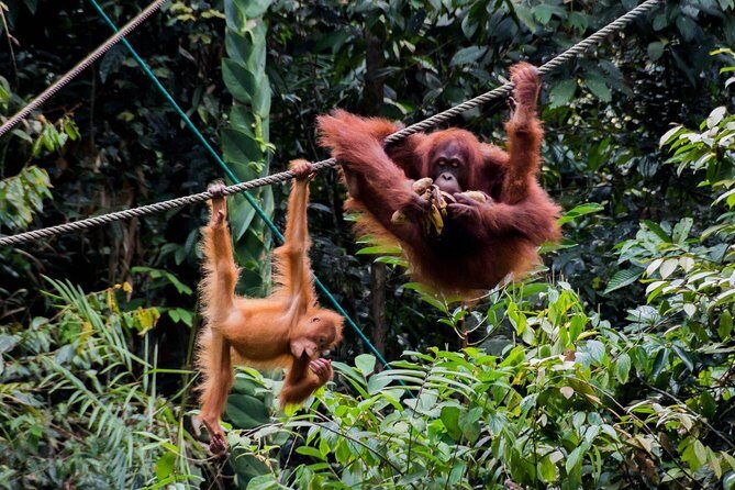 Marvellous Creature Orangutan : Sarawak Semenggoh Wildlife Centre Tour - FAQs