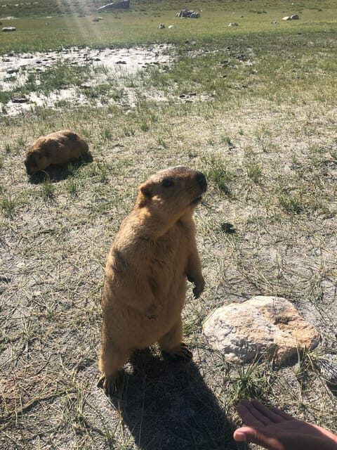 Marvels of Ladakh: Leh to Alchi, Likir and Lamayuru in a Day - What’s Included and What’s Not