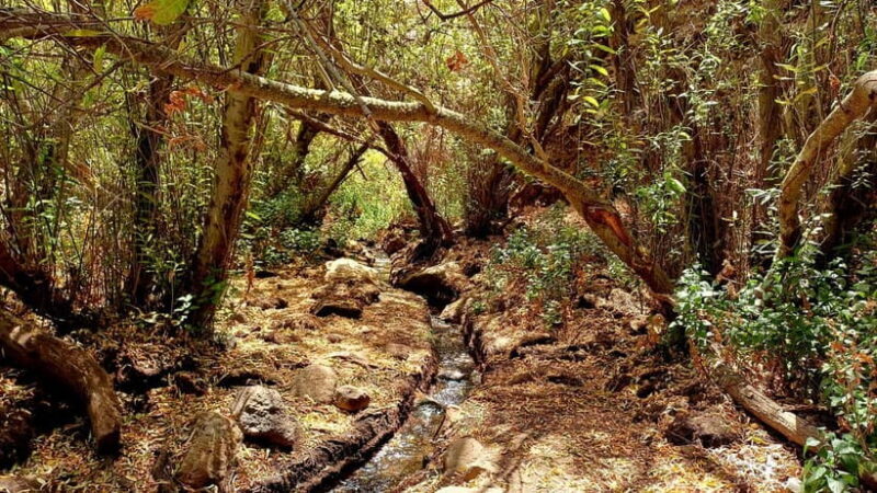 Maspalomas: Hiking in the Waterfalls with Sky Rebels - Key Points