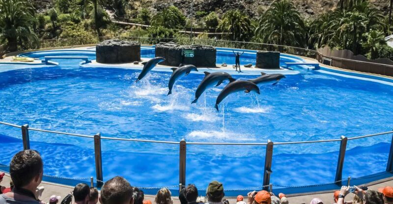 Maspalomas: Palmitos Park Ticket with Dolphin and Bird Shows - An Authentic Day at Palmitos Park: Experience Nature and Wildlife Close Up