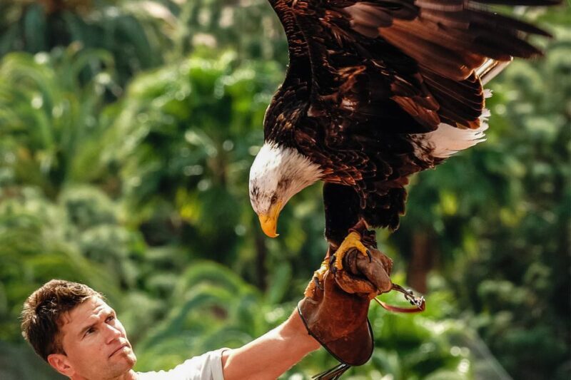 Maspalomas: Palmitos Park Ticket with Dolphin and Bird Shows - Key Points