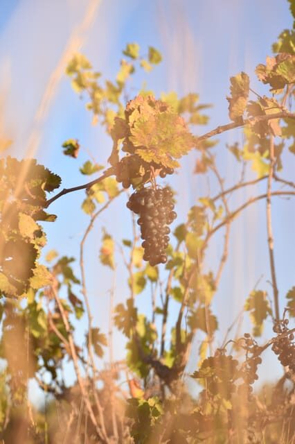 Massmamier La Mignarde : Wine Tasting - FAQ