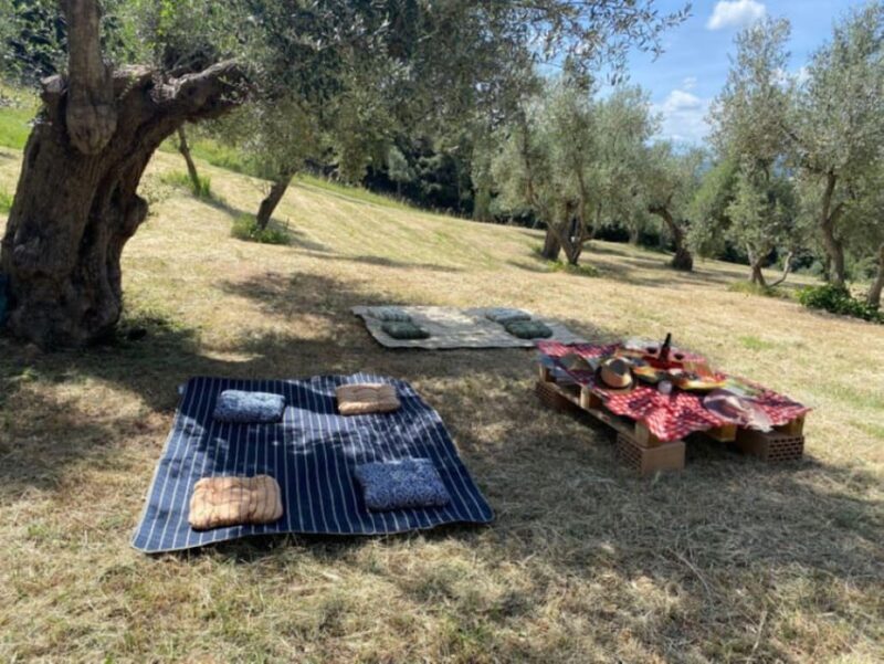 Matera: Pic-Nic under the Centuries-Old Olive Trees - Exploring the Experience in Detail