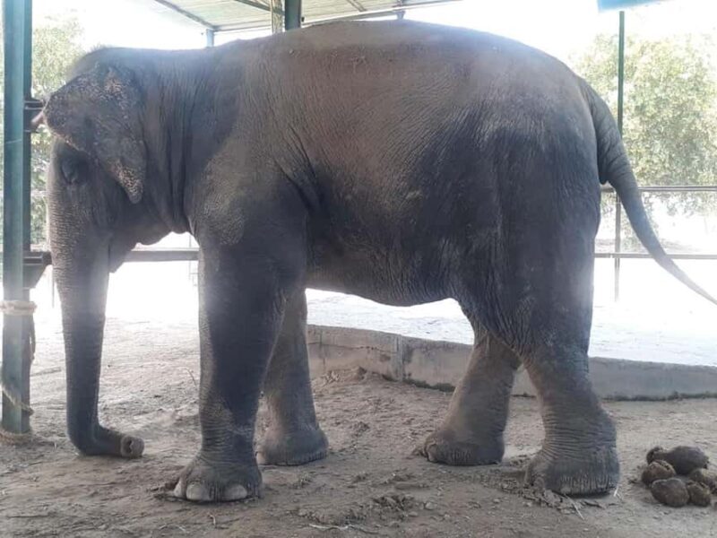 Mathura in a Day: Spiritual Temples & SOS Animal Rescue Tour - FAQs