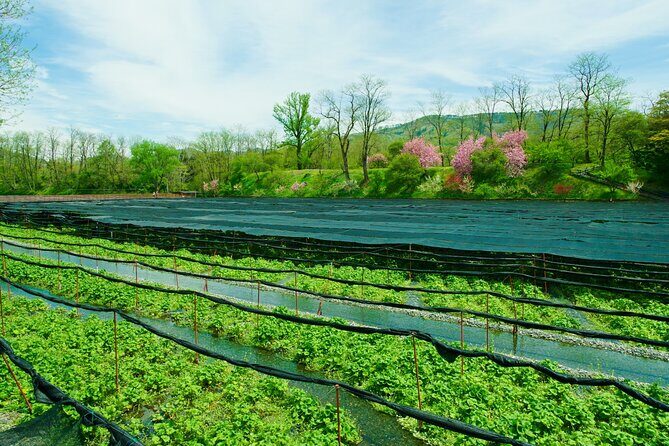 Matsumoto Everything Tour: Castle, Miso, Wasabi, Wine & Ukiyo-e - Key Points