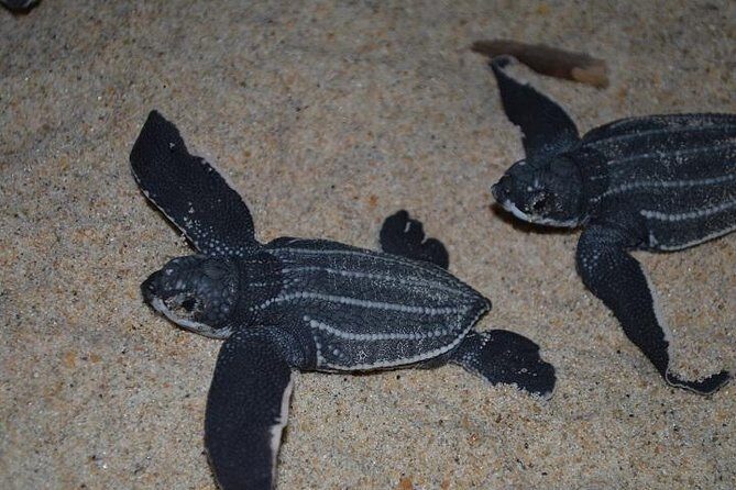 Matura Beach Turtle-Watching Experience - The Value of Your Turtle Encounter