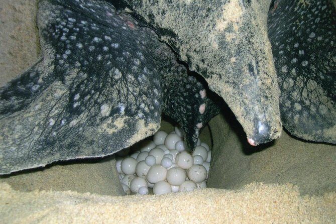 Matura Beach Turtle-Watching Experience - Frequently Asked Questions