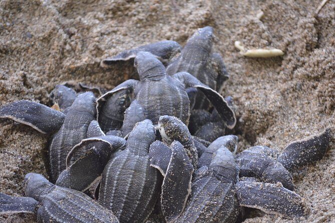 Matura Beach Turtle-Watching Experience - Final Thoughts