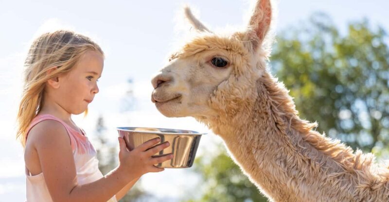 Maui: Alpaca Farm Visit with Hands-On Activities - FAQ