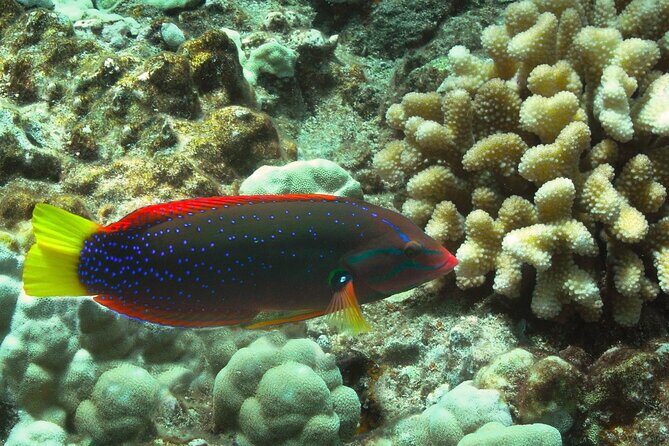 Maui Beach Shoreline Snorkel - A Detailed Look at Maui Beach Shoreline Snorkel