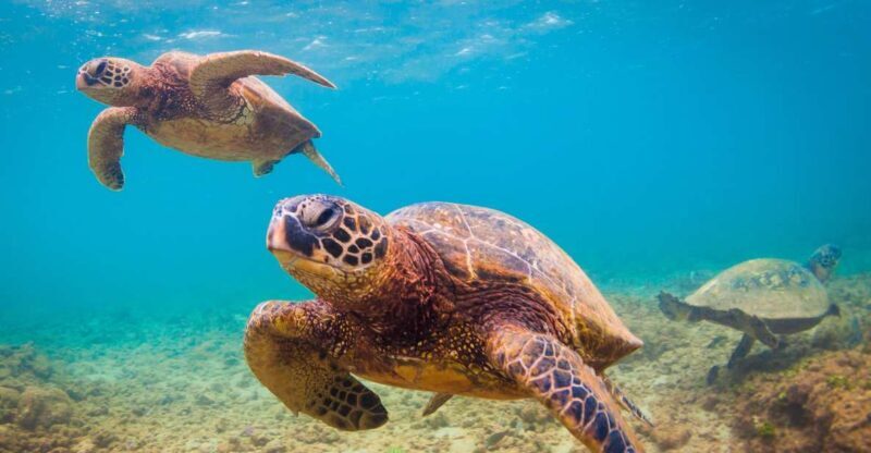 Maui Beach / Shoreline Snorkel - An In-Depth Look at Maui Beach / Shoreline Snorkel