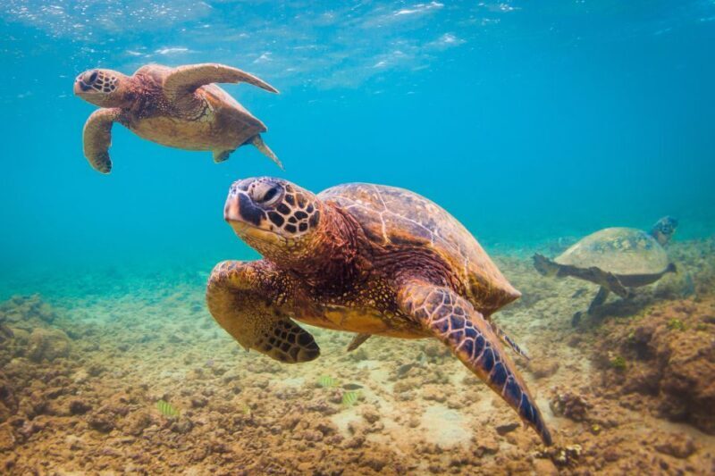 Maui Beach / Shoreline Snorkel - Who Will Love This Experience?