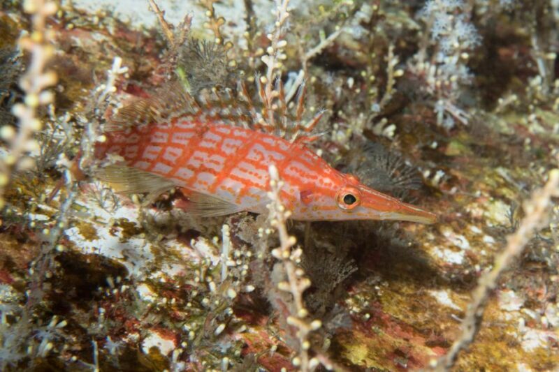 Maui: Beginner Discovery Scuba Dive Excursion from Lahaina - Why We Recommend This Tour