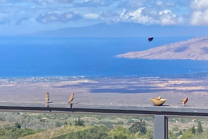 Maui Birdwatching at Maui Bird House - Key Points