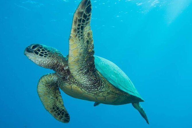 Maui Certified Shore Diving from Lahaina - An Honest Look at Maui Certified Shore Diving from Lahaina