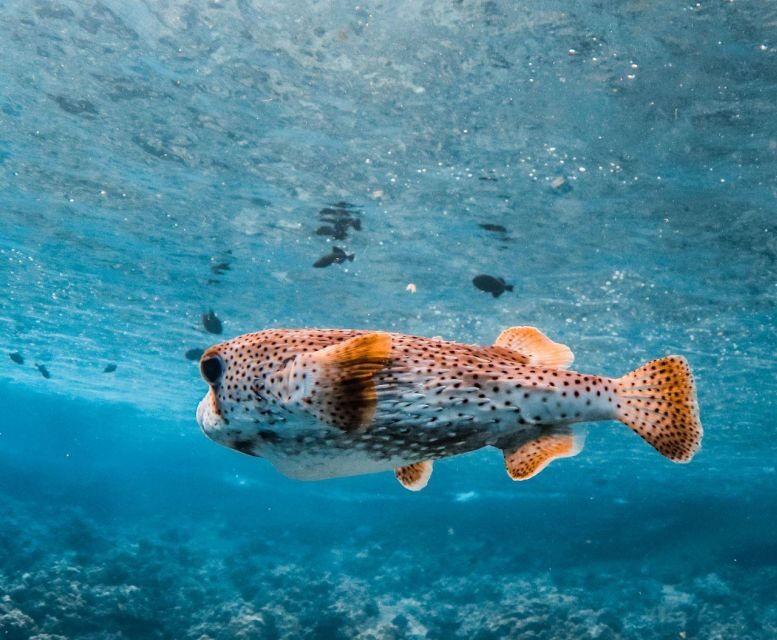 Maui: Deluxe Molokini Snorkel with Breakfast & Lunch - In-Depth Look at the Itinerary