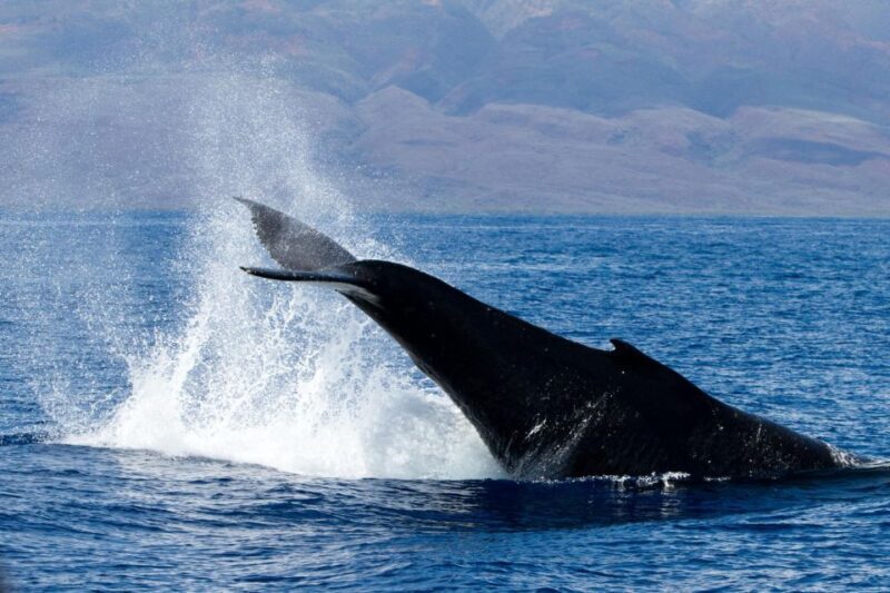 Maui: Deluxe Whale Watch Sail & Lunch from Ma`alaea Harbor - Maui: Deluxe Whale Watch Sail & Lunch from Ma`alaea Harbor