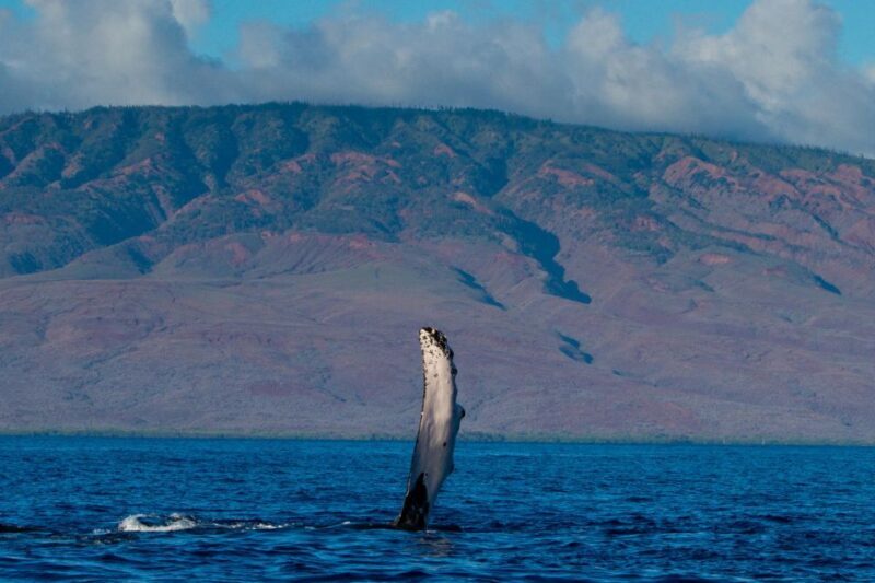 Maui: Deluxe Whale Watch Sail & Lunch from Ma`alaea Harbor - What to Expect on Your Maui Whale Watch Tour
