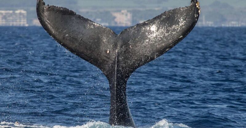 Maui: Deluxe Whale Watch Sail & Lunch from Ma`alaea Harbor - Wildlife Interactions and Other Marine Life