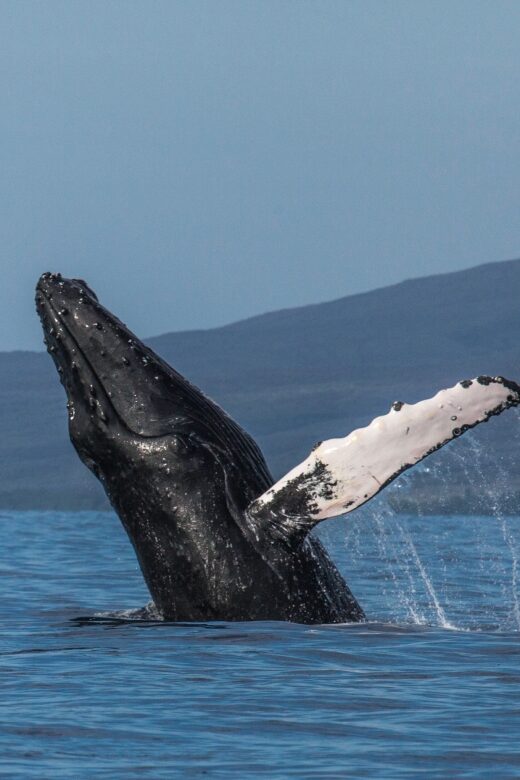 Maui: Deluxe Whale Watch Sail & Lunch from Ma`alaea Harbor - Guides and Educational Value
