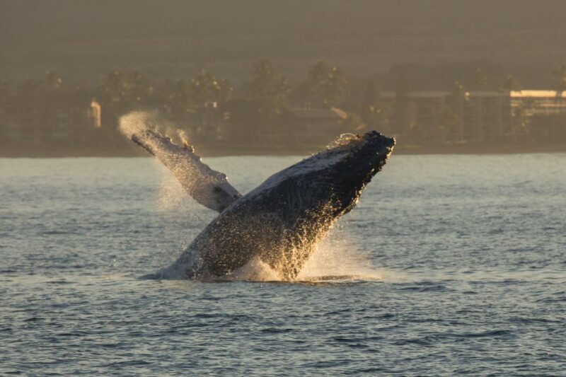 Maui: Deluxe Whale Watch Sail & Lunch from Ma`alaea Harbor - Authentic Reviews and Real Experiences