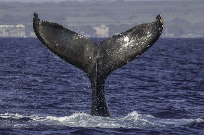 Maui: Deluxe Whale Watch Sail & Lunch from Ma`alaea Harbor - The Value of This Whale Watch