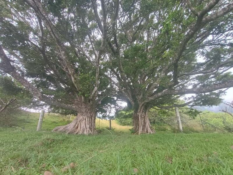 Maui: East Side Hiking Tour - FAQ