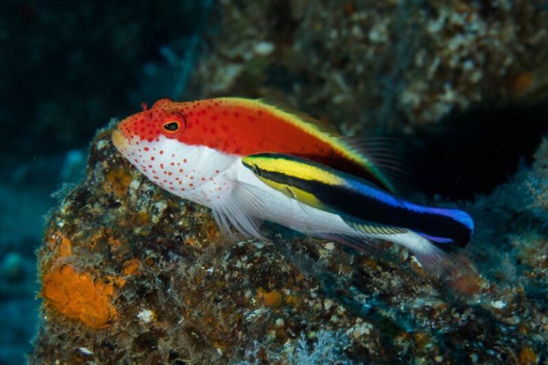 Maui: Eco-Friendly Conservation Scuba Dive Certified Divers - FAQs