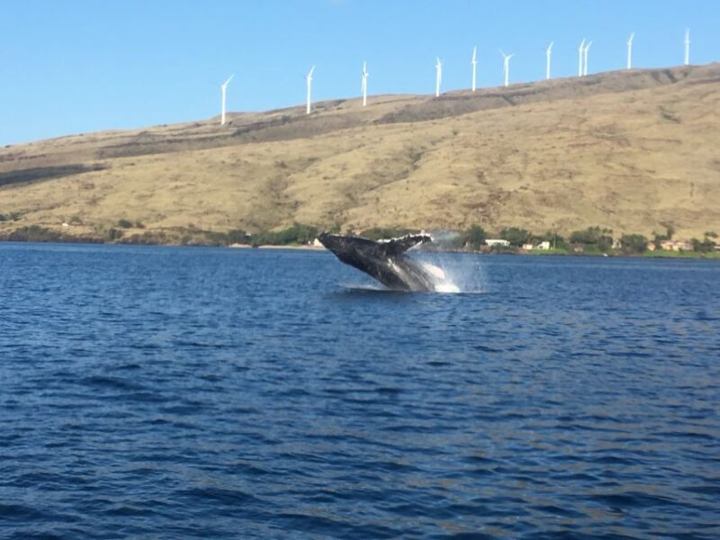 Maui: Eco-Friendly Whale Watching Tour from Ma'alaea Harbor - A Deep Dive into the Whale Watching Experience