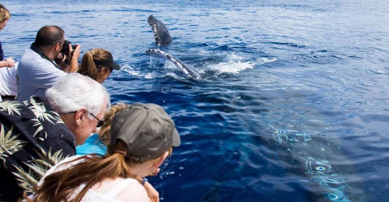 Maui: Eco-Friendly Whale Watching Tour from Ma'alaea Harbor - Authentic Experiences from Past Travelers