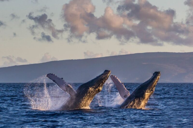 Maui: Eco-Friendly Whale Watching Tour from Ma'alaea Harbor - Final Thoughts: Who Will Love This Tour?