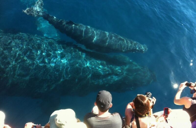 Maui: Eco-Friendly Whale Watching Tour from Ma'alaea Harbor - FAQ