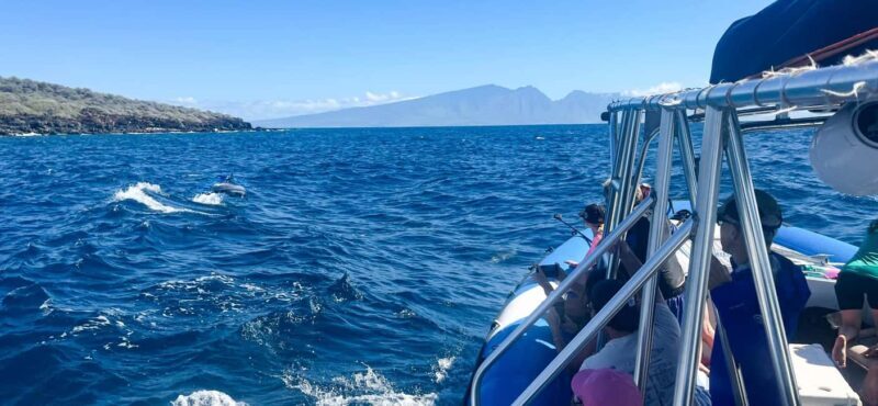 Maui: Eco-Raft Dolphin Watch Tour with Snacks - Sighting Chances and Wildlife Encounters